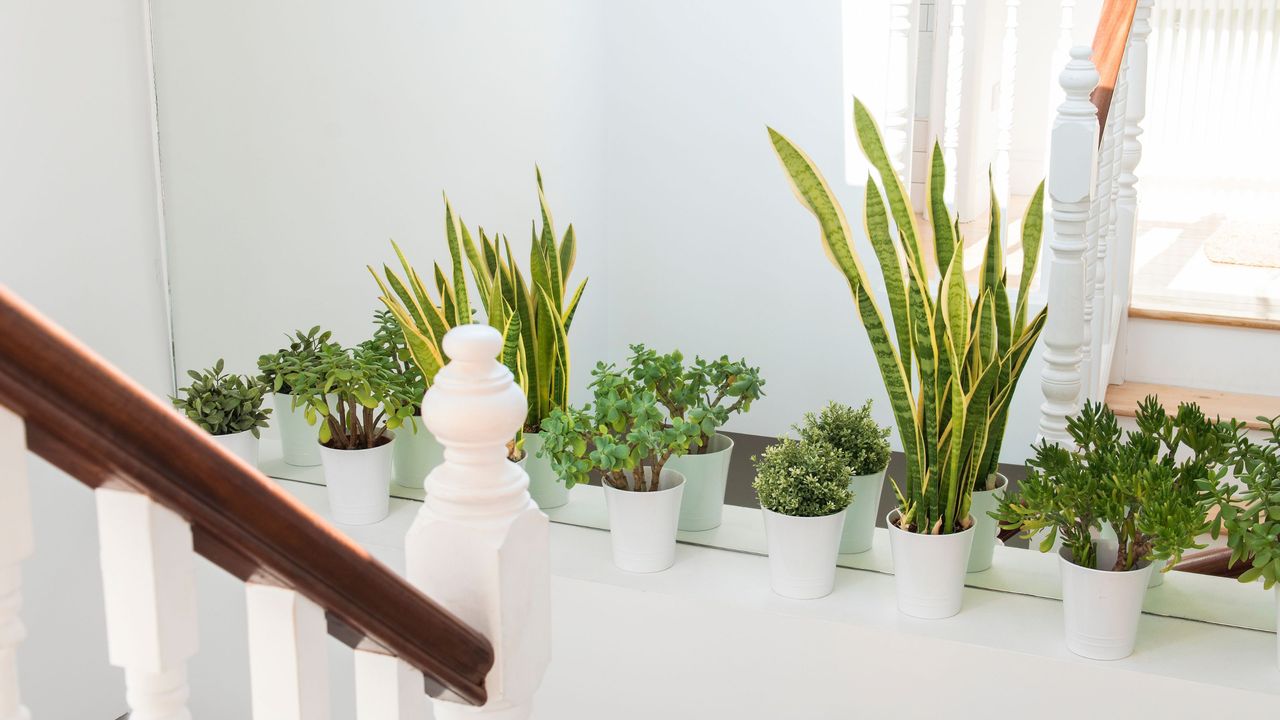 Potted snake plants and succulent houseplants on ledge next to mirror in staircase area