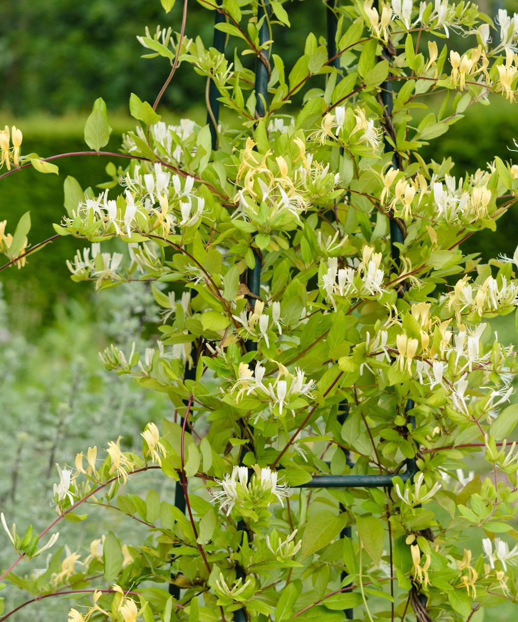 Types of honeysuckle 10 beautiful varieties for your garden Gardeningetc