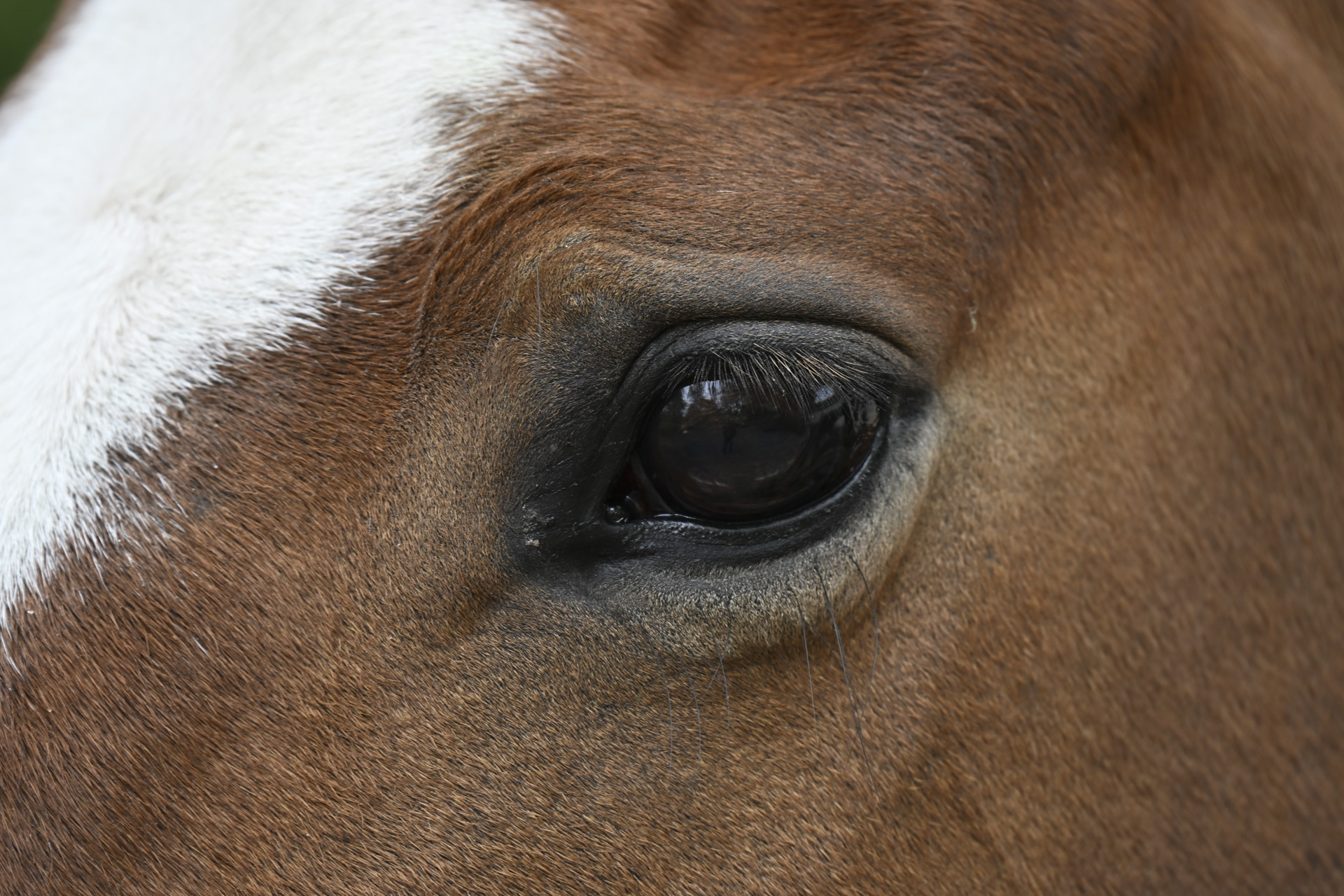 Closeup of the eye of a horse with the Nikon Z 28-400mm f/4-8 VR lens's telephoto setting