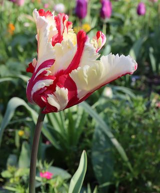 Tulip 'Estella Rijnveld'