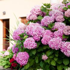 Mophead hydrangeas in front of house