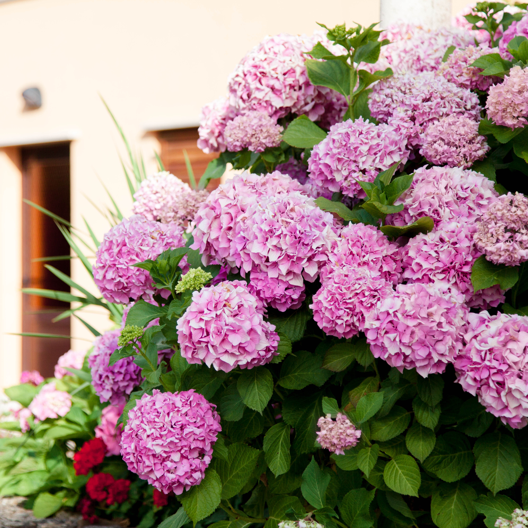 Mophead hydrangeas in front of house