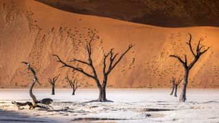 Deadvlei desert in Namibia
