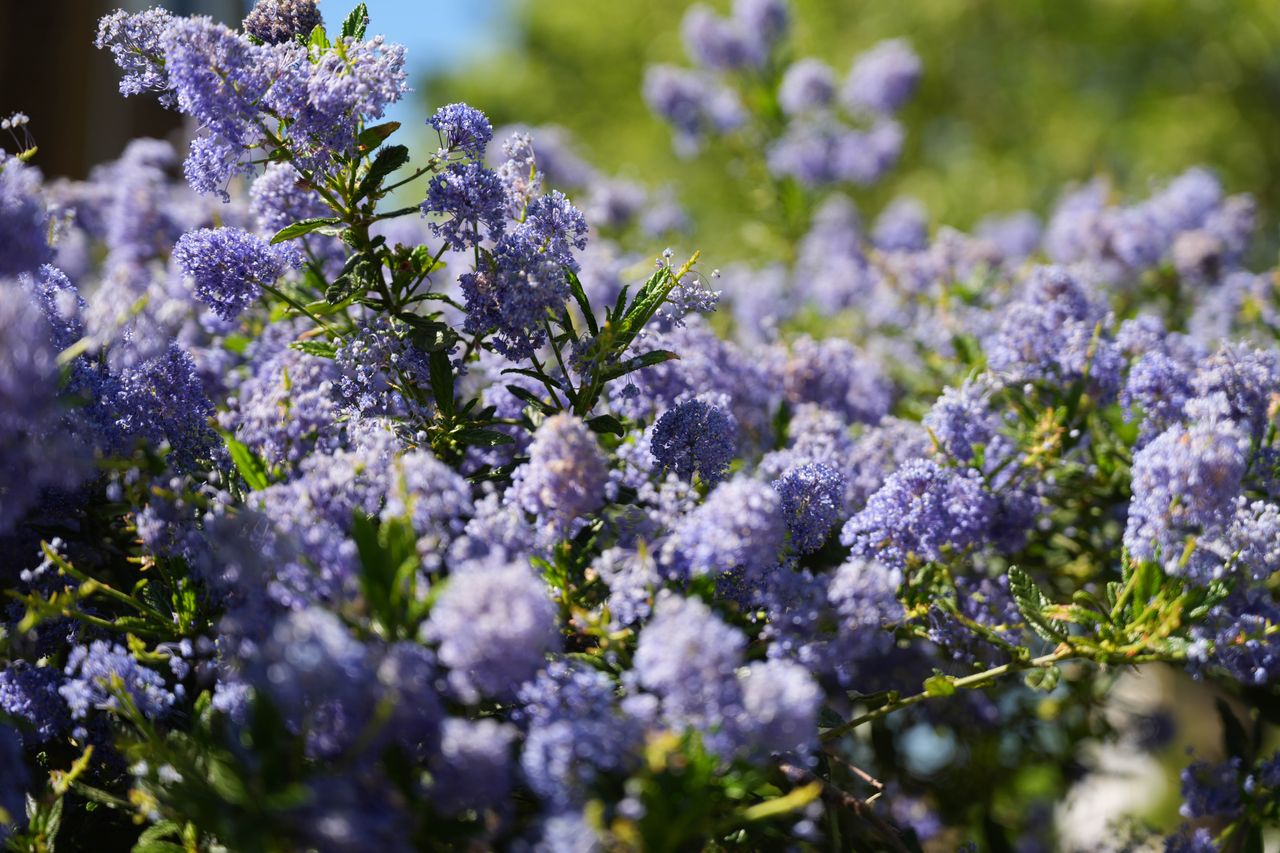 Close-up of purple flowers in sunlight with a soft green background.