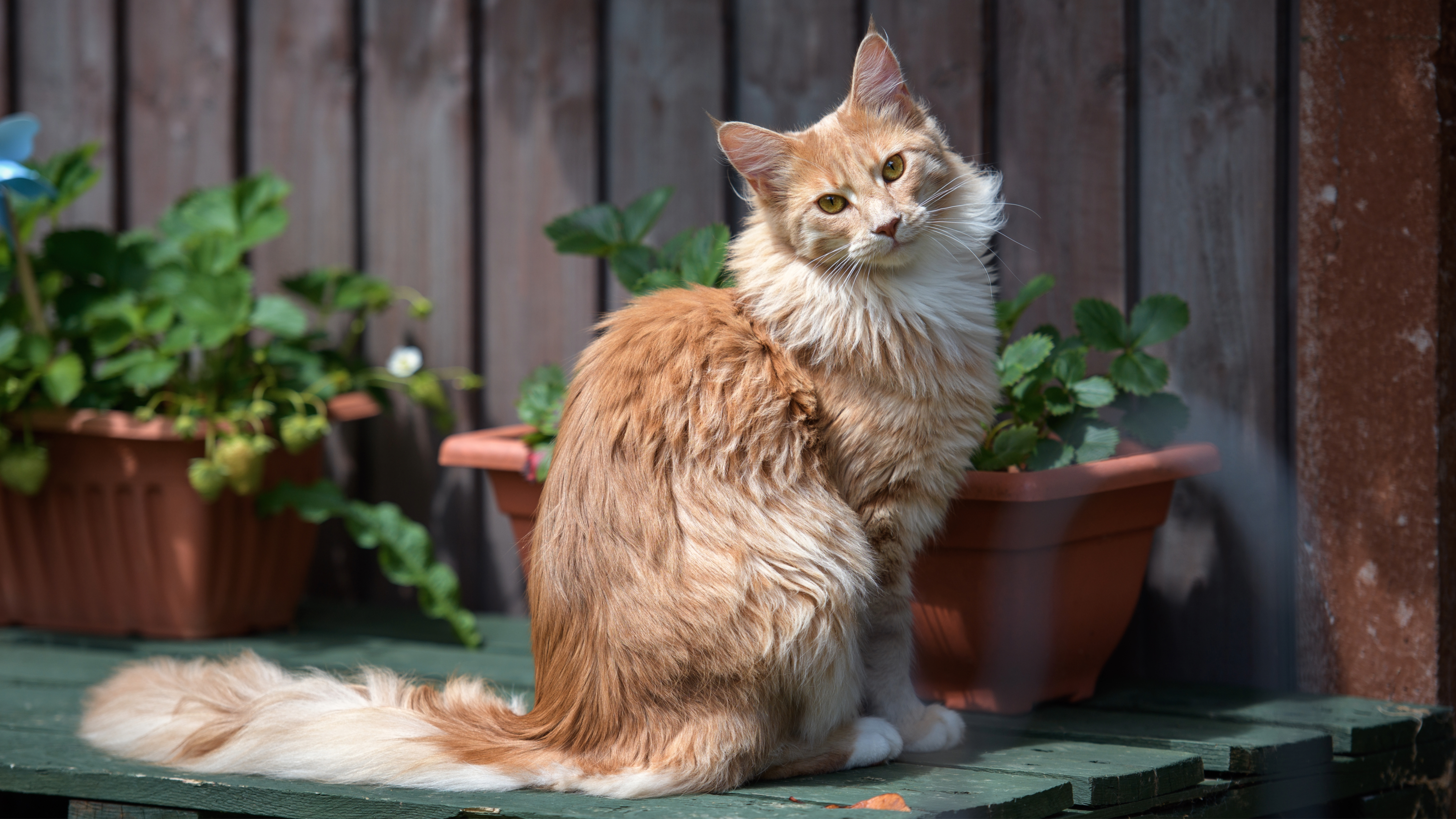 Maine Coon