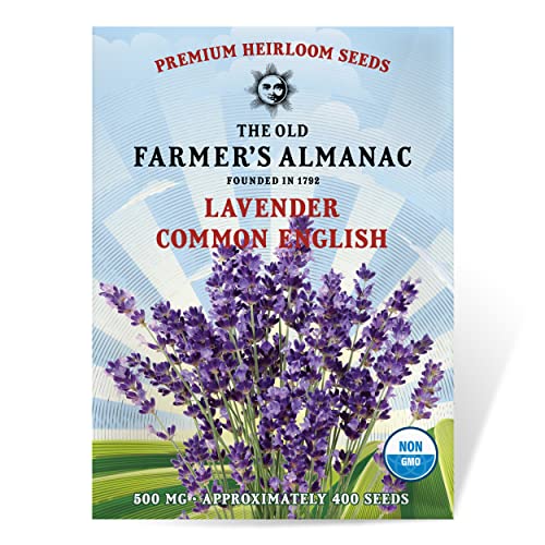 The Old Farmer's Almanac Heirloom Lavender Seeds (common English) - Approx 360 Seeds - Non-Gmo, Open Pollinated