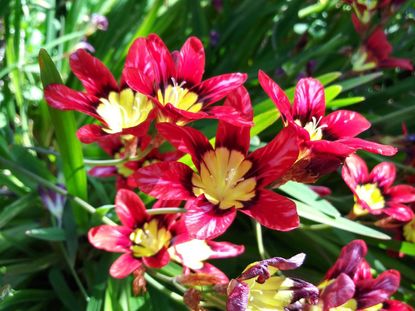 Harlequin Flowers