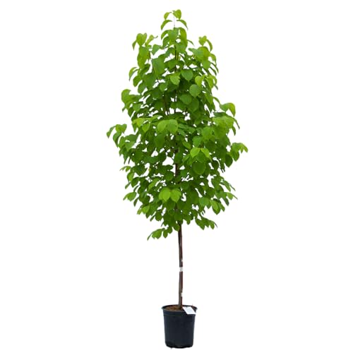 Autumn Brilliance Serviceberry, Four-Season Interest With Blooms and Berries, 1 Gal. Nursery Pot, 1&amp;ndash;2 Ft Tree Height (ships to 48 States Including Ca &amp;amp; Az)