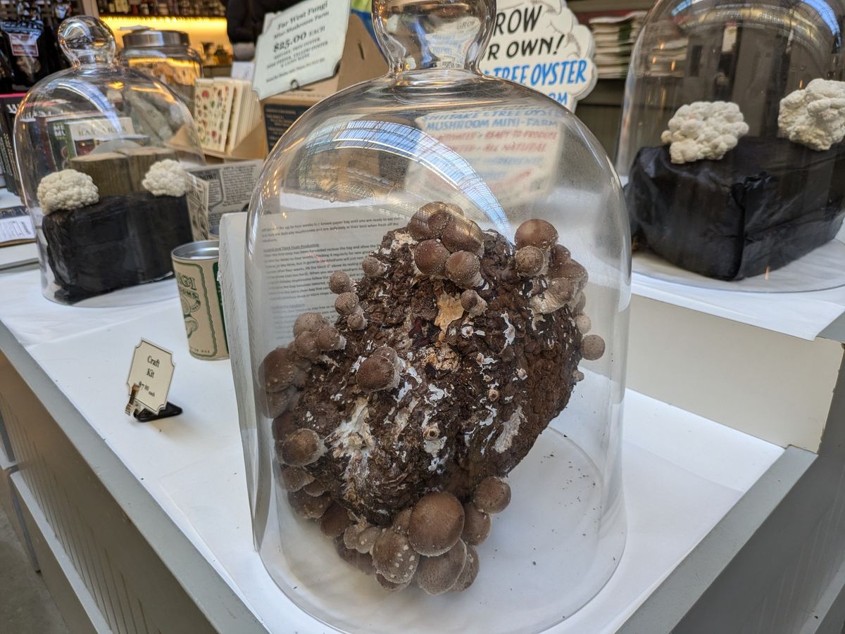 Mushroom display shot by Pixel 8a