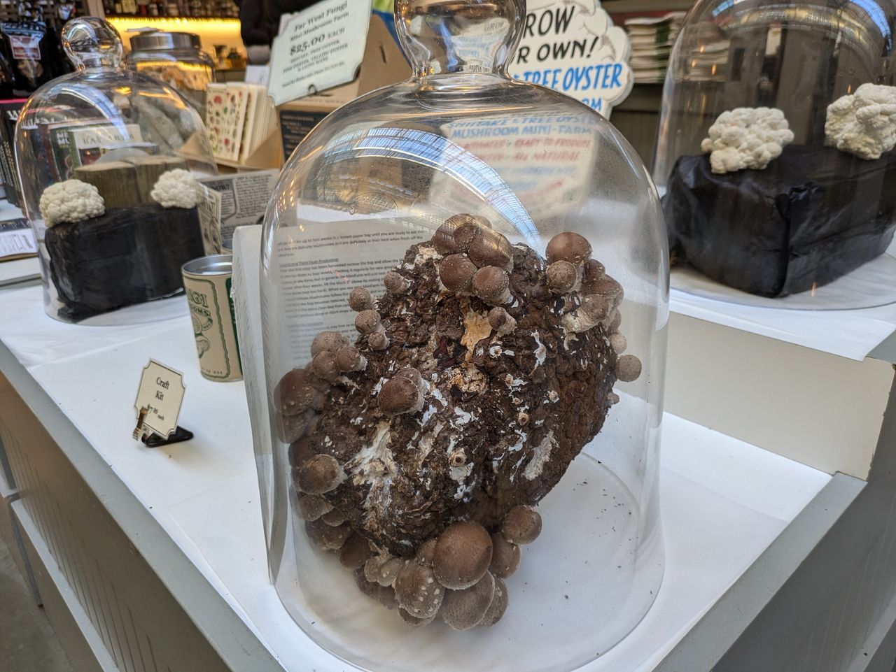 Mushroom display shot by Pixel 8a