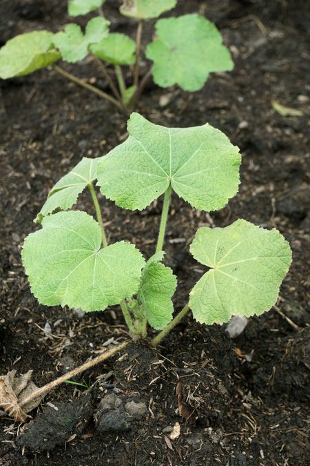 Hollyhock Plant