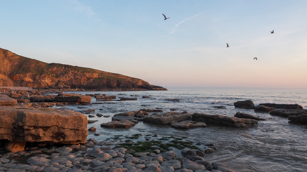 birds flying above the water by the coast