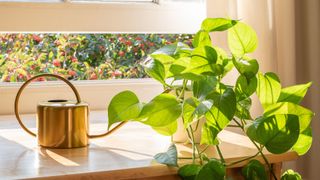 picture of a pothos in sunlight on windowsill