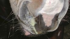 Strangles-runny-nose.jpg