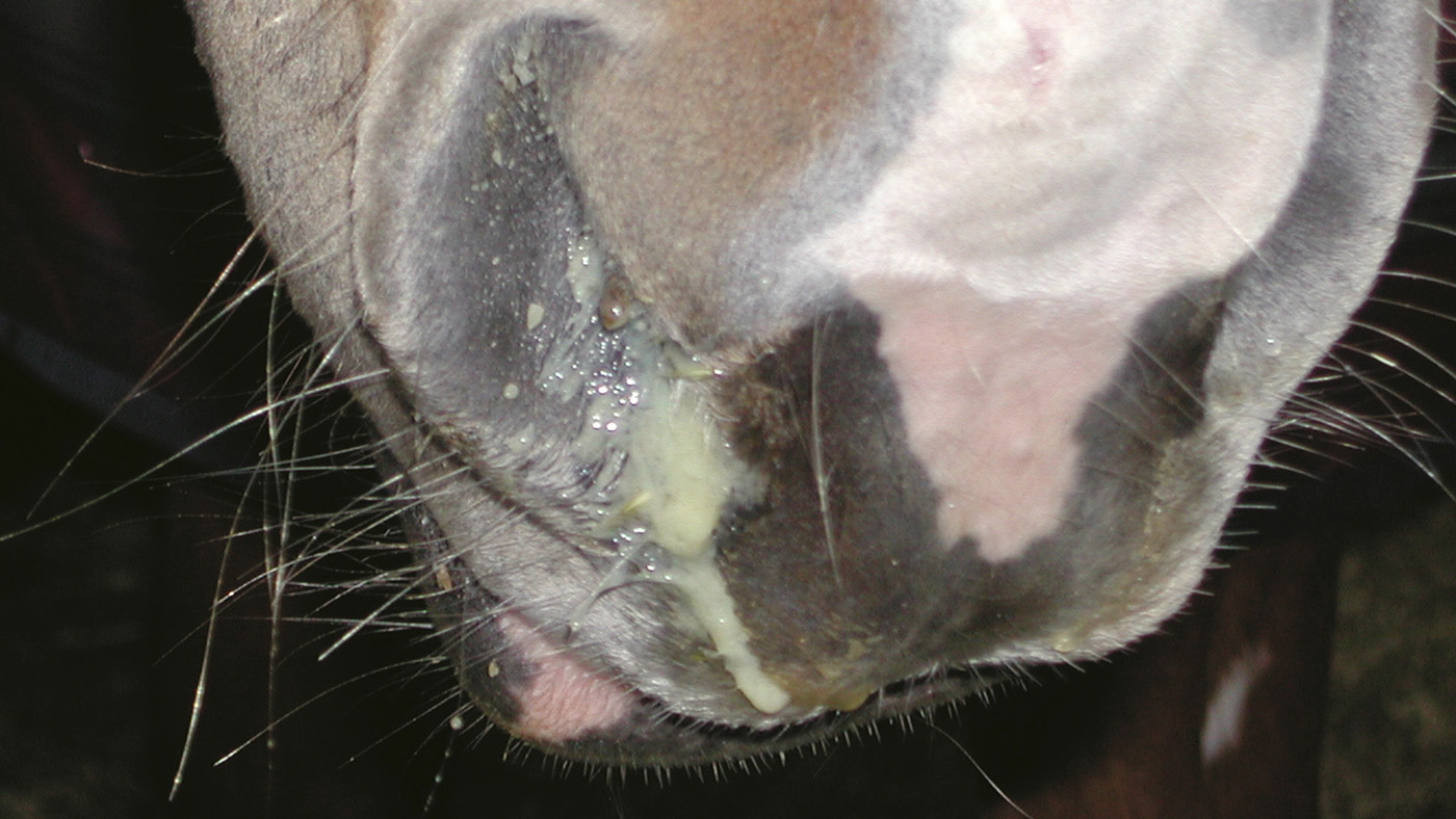 Strangles-runny-nose.jpg