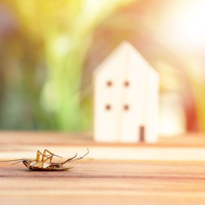 dead cockroach in front of mock home scene