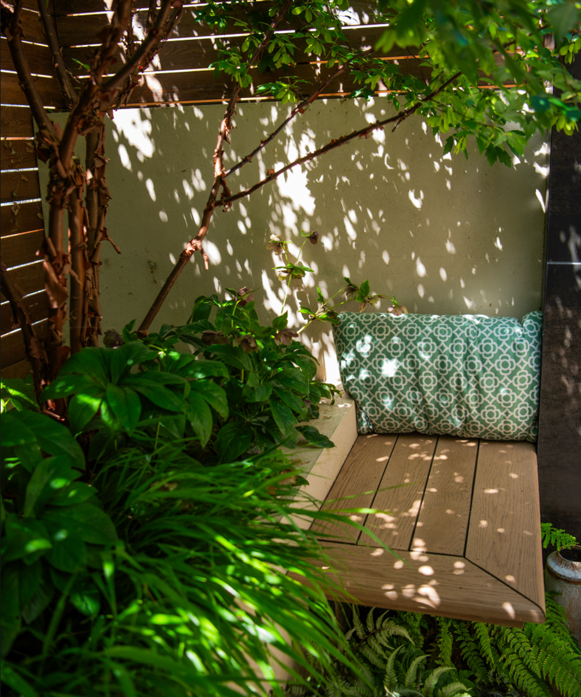 wooden garden bench with cushion, shaded by Acer griseum tree, with green planting including hellebores and ferns