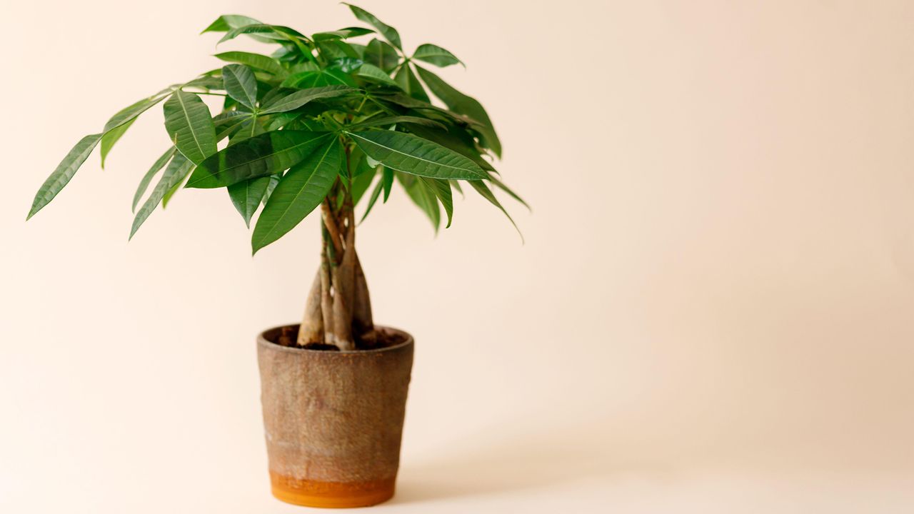 Money tree in pot