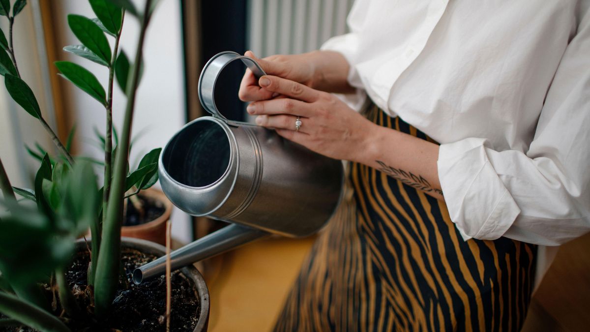 Can you water plants with coffee? Gardening experts weigh in Gardeningetc