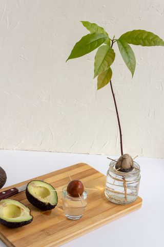 An avocado grown from pit