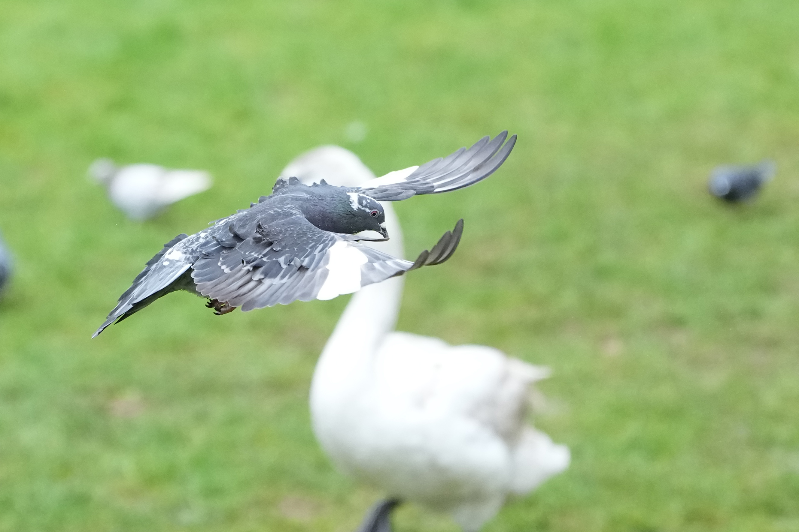 A photo of a pigeon in flight, taken on a Sony A1 II mirrorless camera and with a Sony FE 28-70mm F2 GM lens