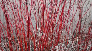 Red twig dogwood