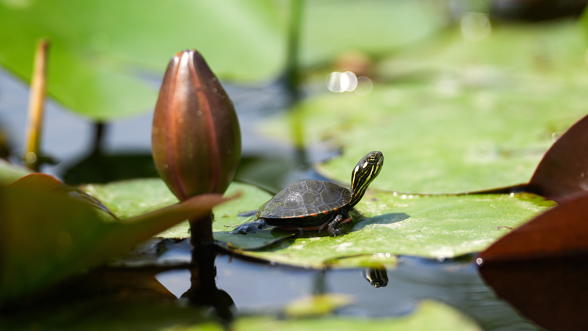 A juvenile painted turtle suns itself on a lily pad at Humber Arboretum in Toronto, Canada