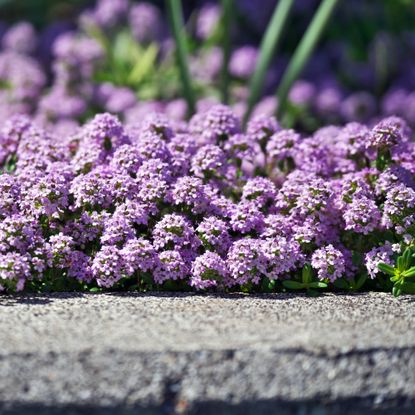 Creeping thyme blooming with purple flowers planted in paving in a sunny garden