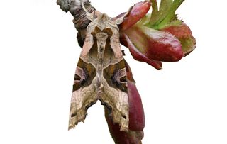 guide to identifying british moths