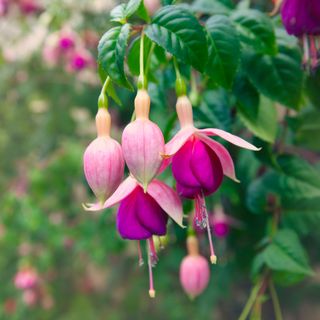 A close-up of fuchsia flowers