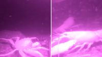 Barny Dillarstone footage of mitten crab and signal crayfish captured on night-vision camera 