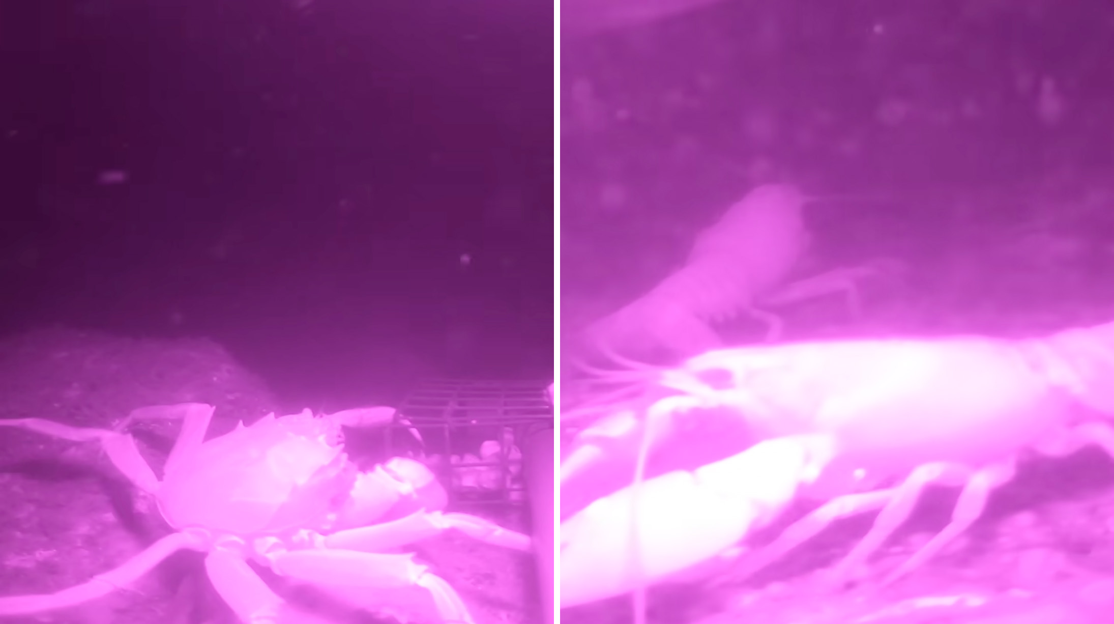 Barny Dillarstone footage of mitten crab and signal crayfish captured on night-vision camera 