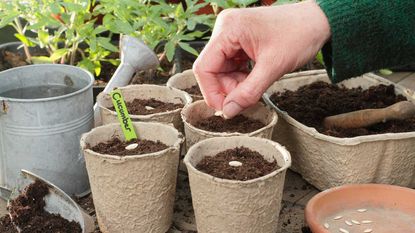 sowing cucumber seeds in pots