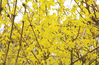 how to prune forsythia