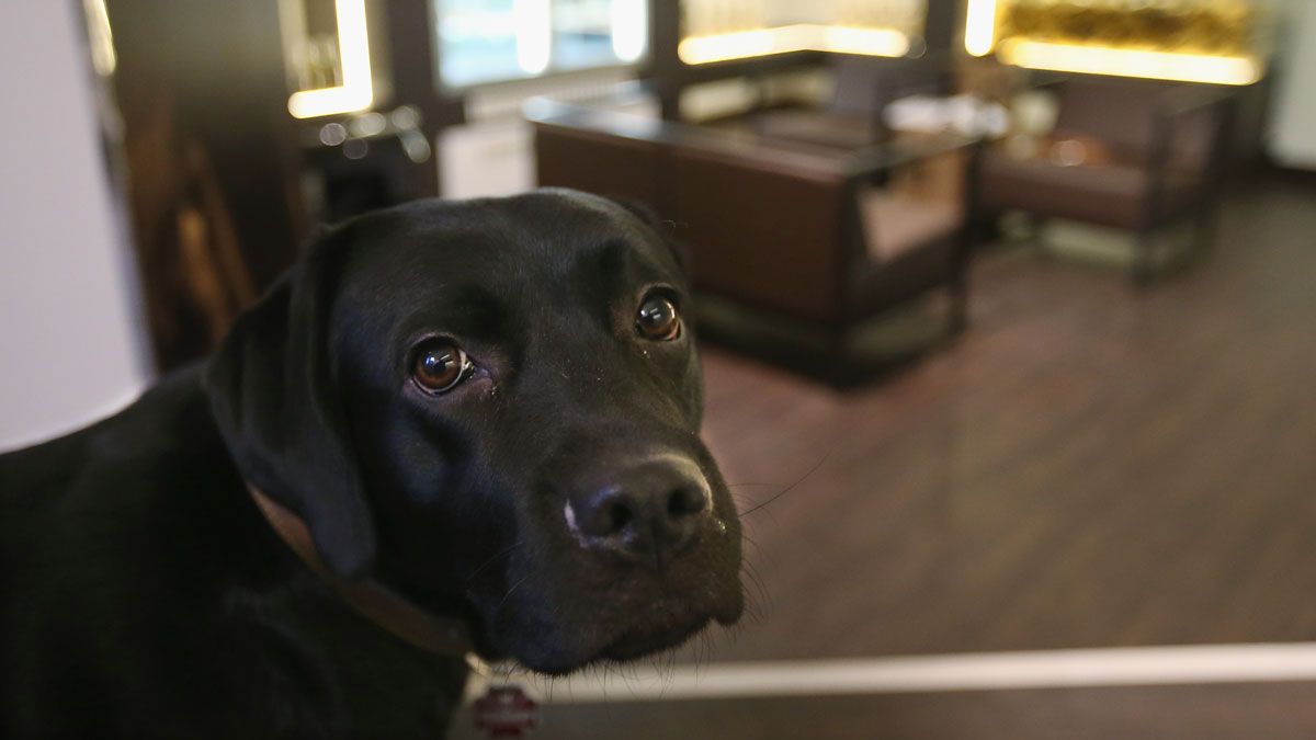 Chocolate labrador