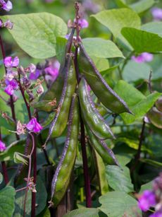 Hyacinth Bean Vine