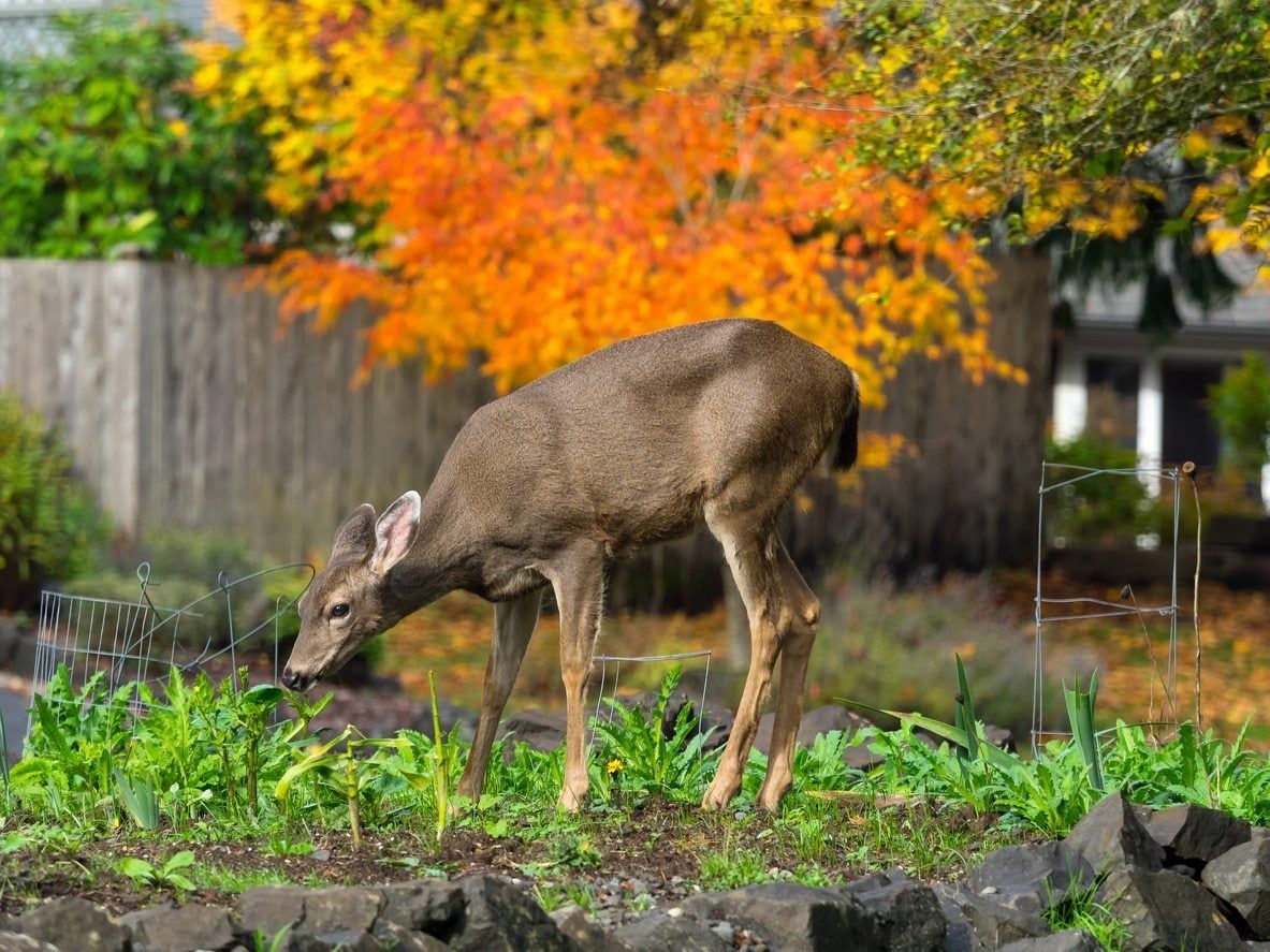 edible deer