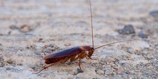 Cockroach