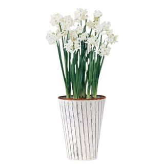 Van Zyverden 4ct Narcissus White Flower Bulbs With Chalk Metal Cachepot