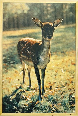 Framed image of a deer