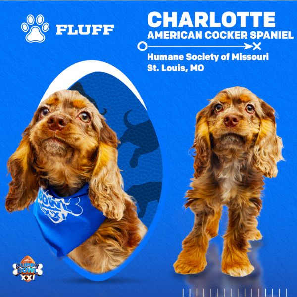 Puppy Bowl 2025 Charlotte