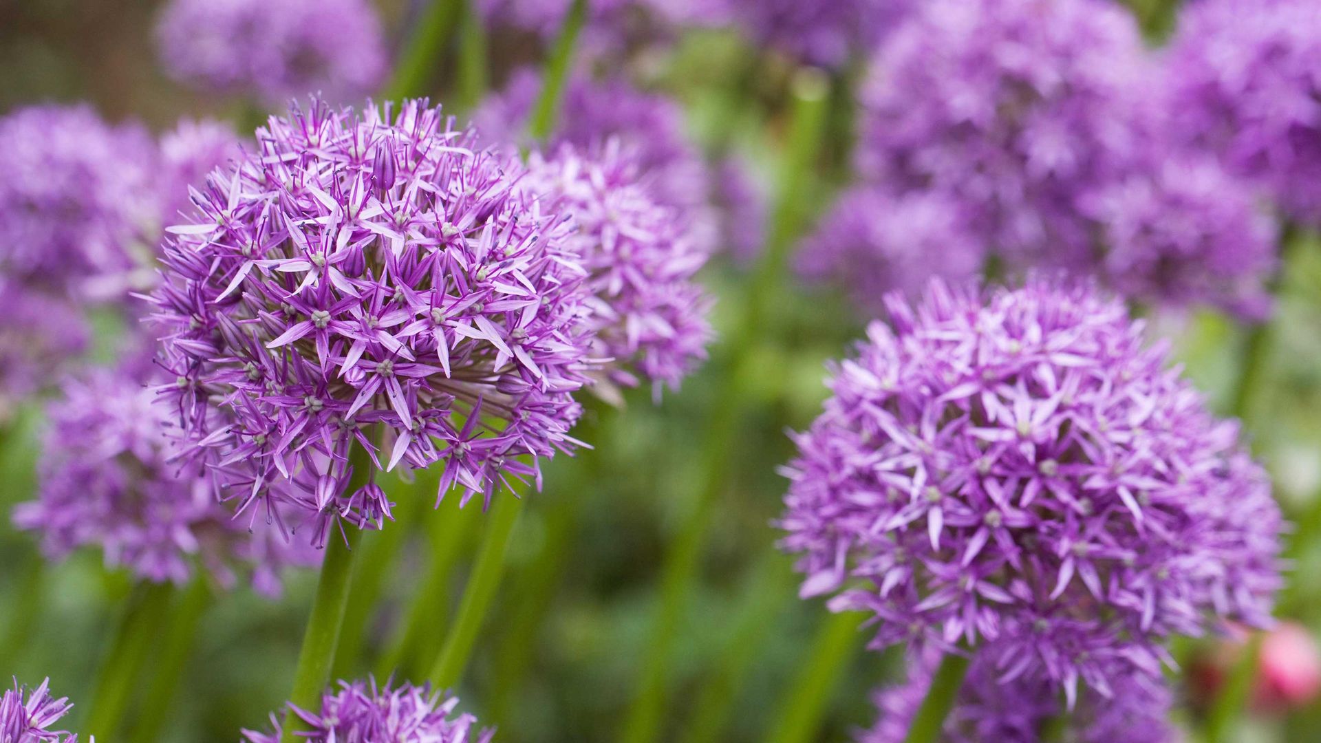 Types of alliums: 15 beautiful bulbs for your garden | Gardeningetc