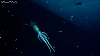 The purpleback flying squid (Sthenoteuthis oualaniensis) that swam past the ROV investigating the shipwreck in the Gulf of Aqaba.