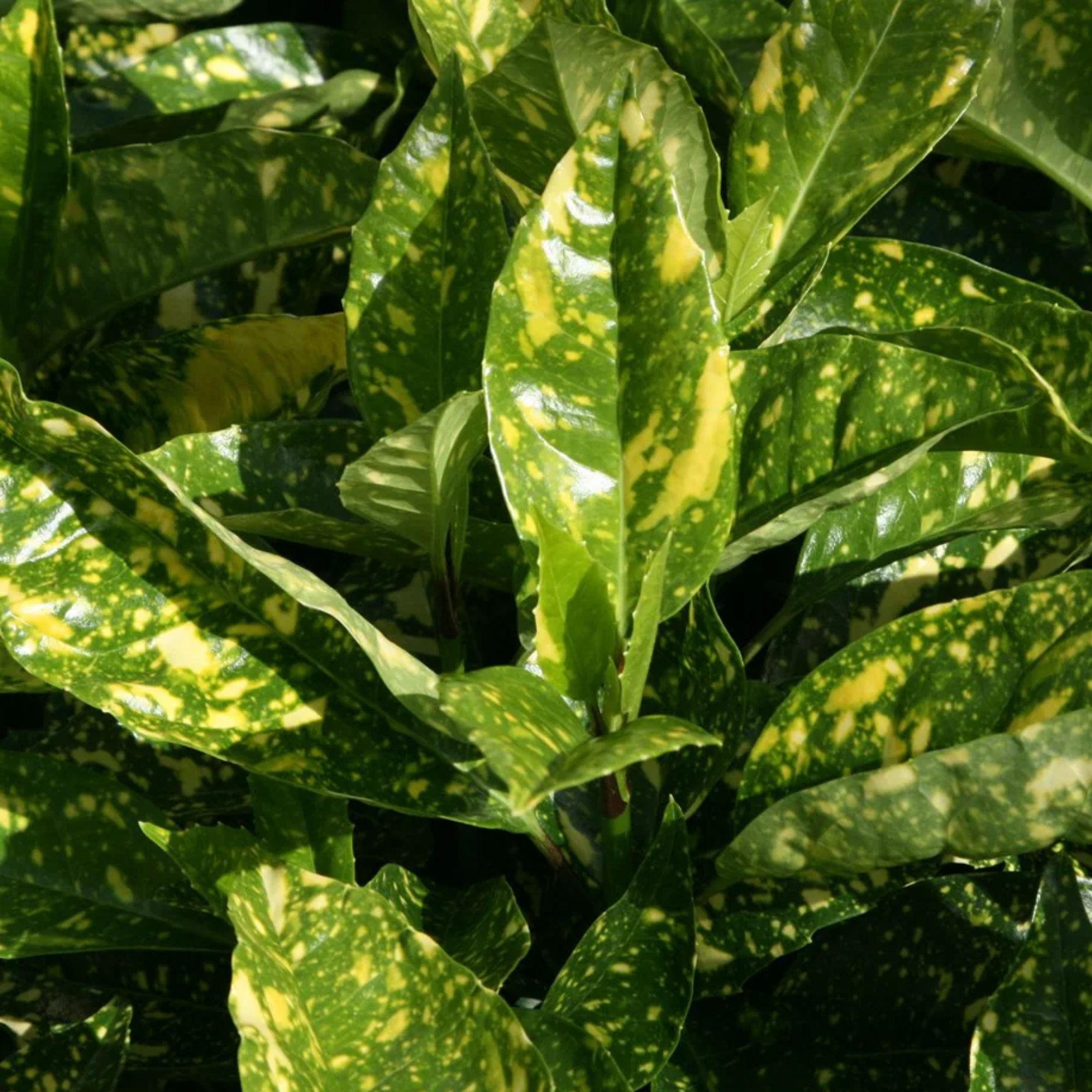 Aucuba japonica 'Crotonifolia'