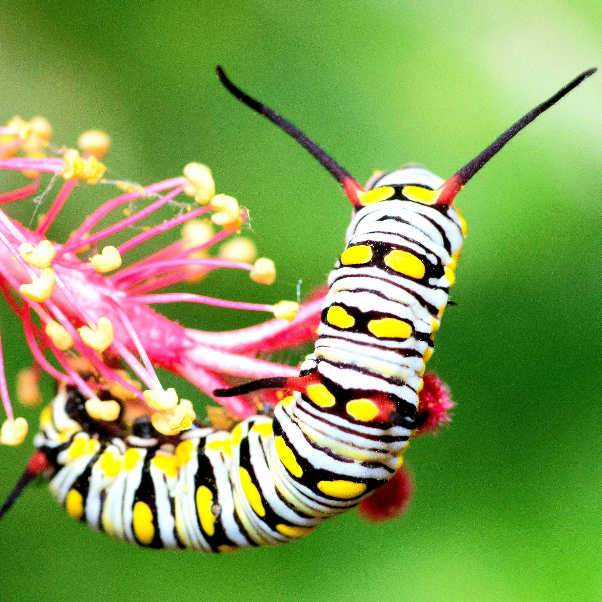 Caterpillar crawling on Red Hibiscus flower pollen - animal behavior.
