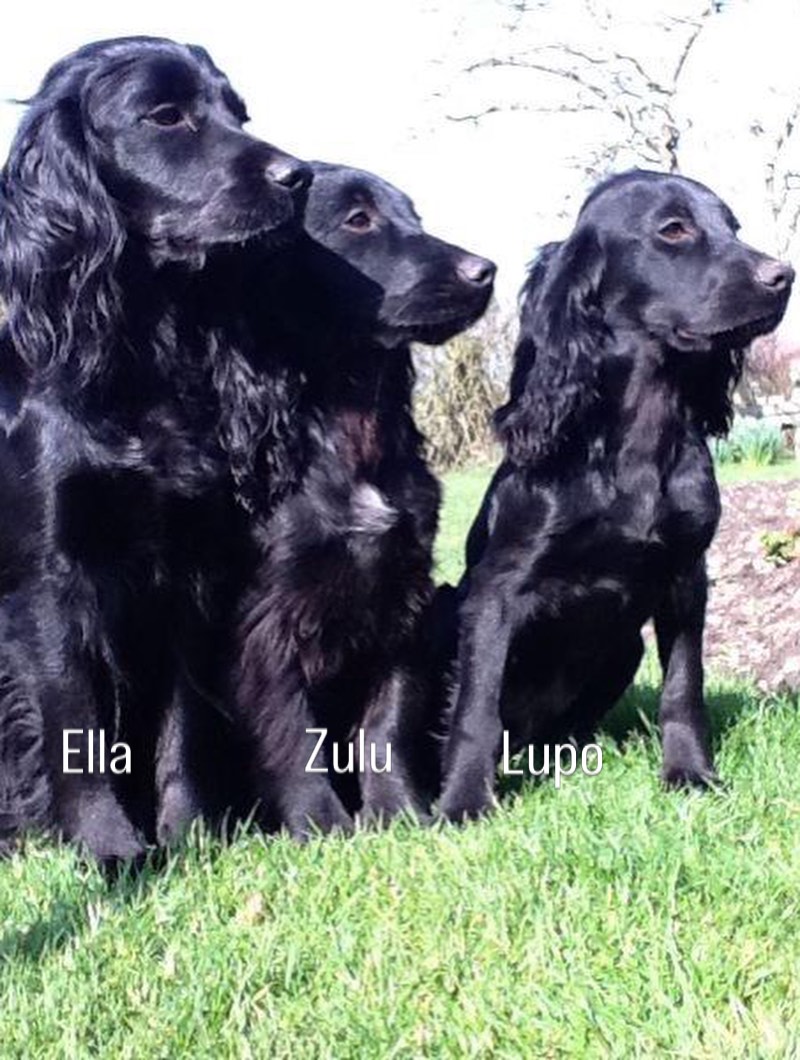 James Middleton's dogs Ella, Zulu and Lupo sitting in the grass