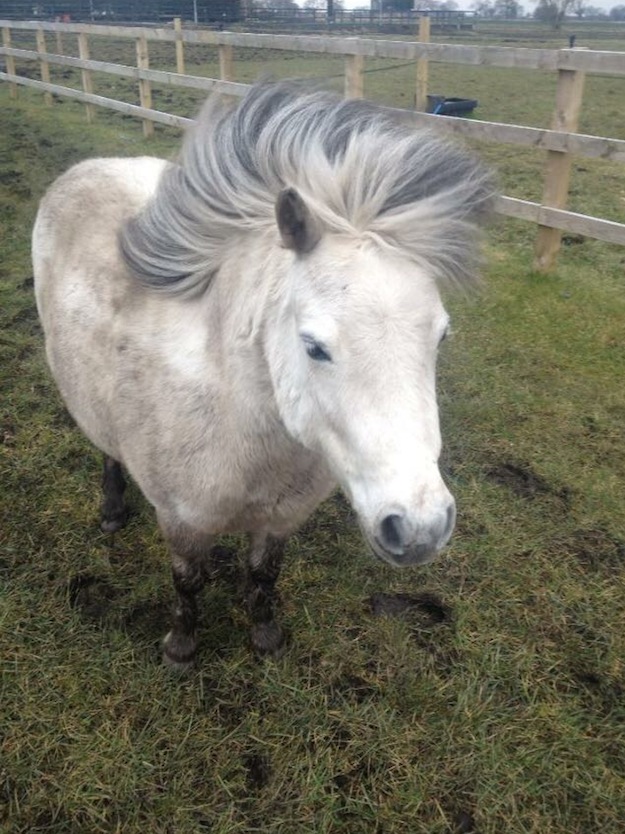 Shetland3