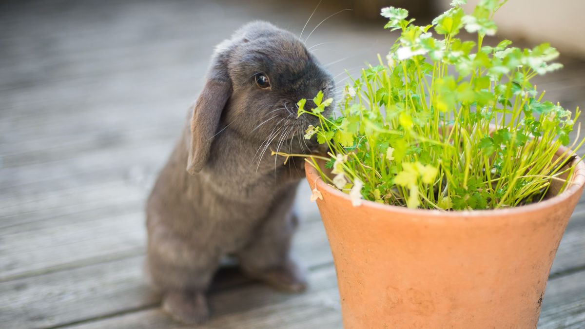 What plants are poisonous to rabbits? | PetsRadar