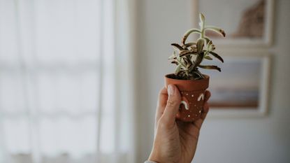 a small terracotta painted plant pot with white rainbows and stars held in the air