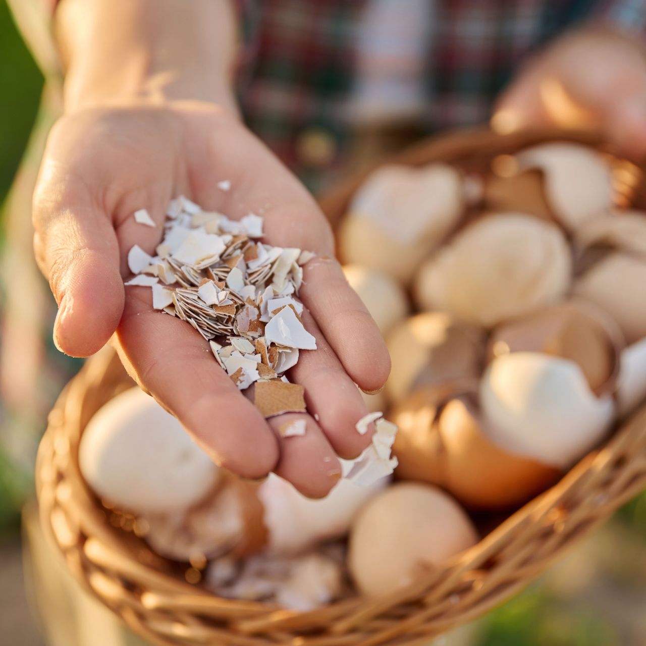 Are You Using Eggshells in the Wrong Way? 3 Big Mistakes That Can Harm Your Plants, Plus 1 Way You Can Use Your Shells Safely